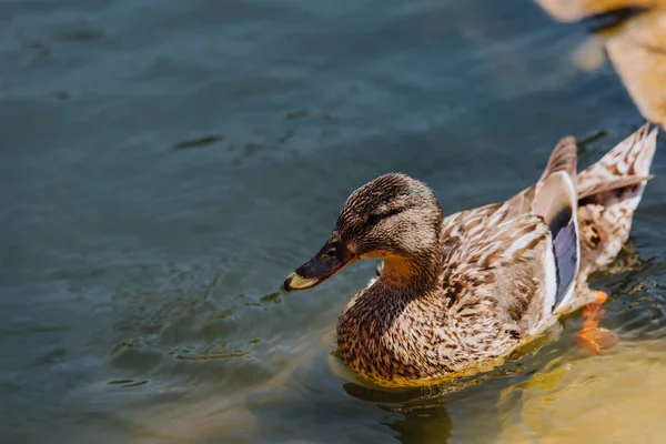 闭上视线的鸭子在池塘里游泳 — 图库照片