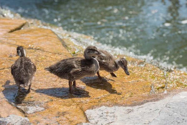 Close View Three Ducks Ducklings Shallow Water — Free Stock Photo