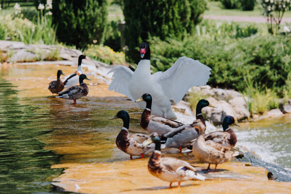 selective focus of swan with straightened wings and flock of ducks on shallow water
