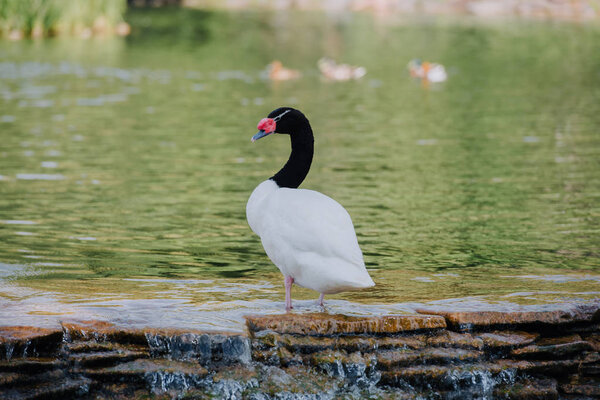 selective focus of beautiful white swan with black neck standing in water 