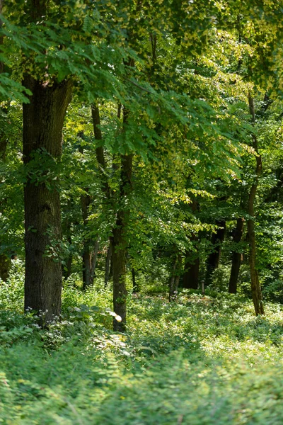 Selectieve Aandacht Voor Groene Bomen Gras Met Zonlicht Bos — Stockfoto