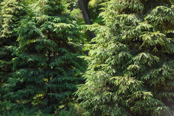 松の木の森の選択と集中 — ストック写真