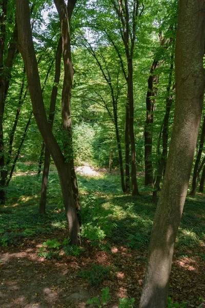 Enfoque Selectivo Los Árboles Bosque Durante Día — Foto de stock gratis