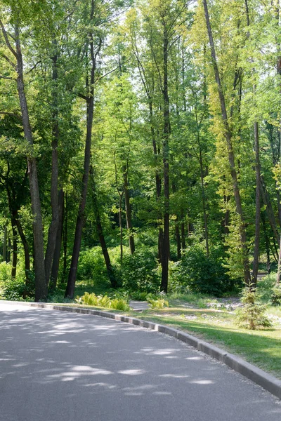 アスファルトの道と公園の木々 の美しい景色 — ストック写真