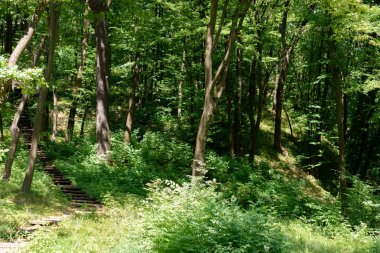 Doğal görünümü Park'ta güneş ışığı ile ağaçlar ve merdiven 