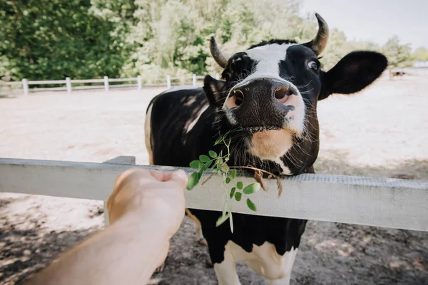 Cropped Image Man Feeding Cow Green Leaves Farm — Stock Photo, Image