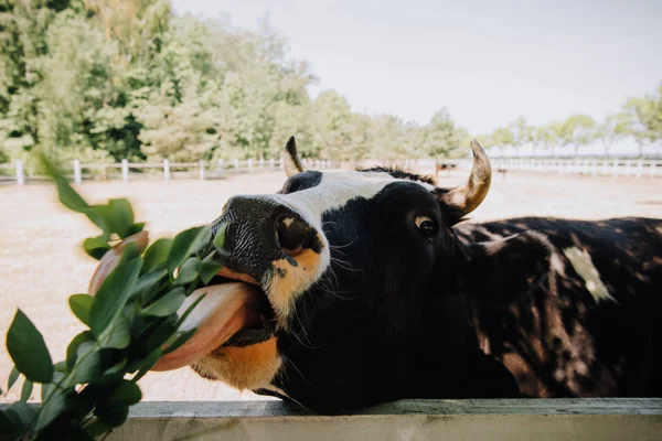 Selective Focus Cow Eating Green Leaves Wooden Fence Farm — Stock Photo, Image