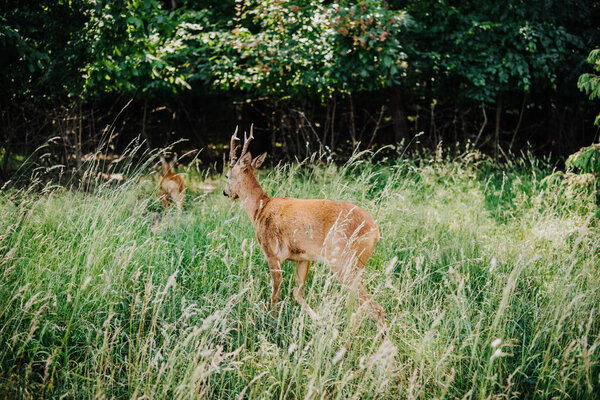 rear view of deer walking in grass near forest 