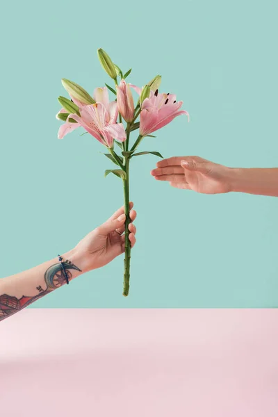 Cropped View Tattooed Hand Presenting Pink Lily Flowers Pastel Background — Stock Photo, Image