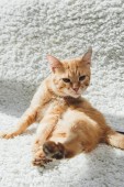 tüneményes vicces vörös macska ül a fehér szőnyeg és látszó-on fényképezőgép