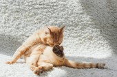 aranyos vicces vörös macska ül a fehér szőnyeg és nyalás a mancsa