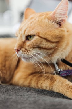 tedavi kırmızı kedi uzağa bakarak yakından görmek kapalı