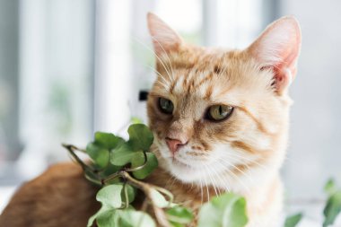 güzel kırmızı kedi ve yeşil yaprakları ile houseplant yakından görmek