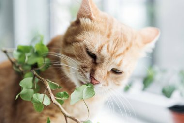 sevimli kırmızı kedi yeşil houseplant yemek görmek