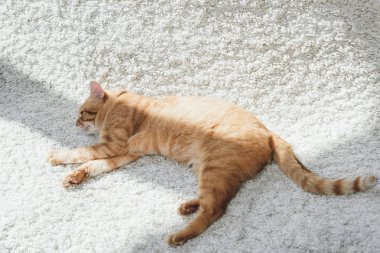 güzel kırmızı kedi beyaz halı üzerinde yalan yüksek açılı görünüş 
