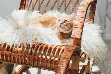 çok güzel kırmızı kedi sallanan sandalye üzerinde yalan ve ararken