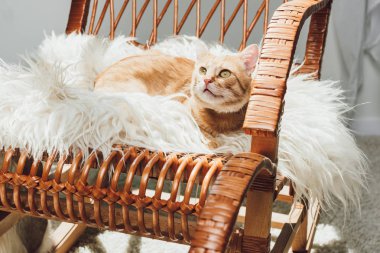 adorable red cat lying on rocking chair and looking up clipart