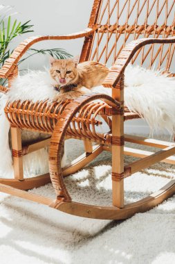 cute red cat licking muzzle and lying on rocking chair clipart