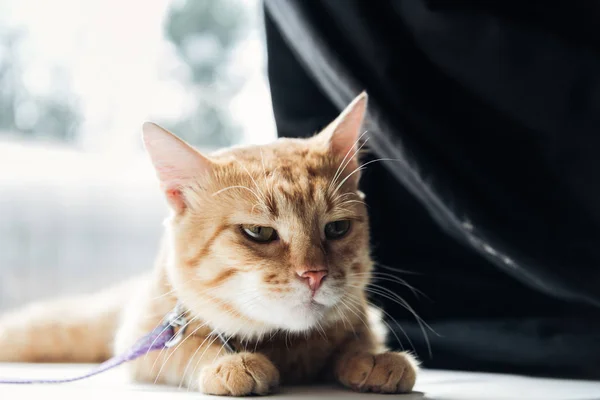 Close View Cute Furry Red Cat Lying Floor Home — Stock Photo, Image