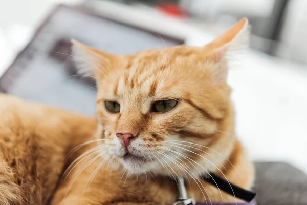 Aranyos Szőrös Vörös Macska Feküdt Keres Kiadványról — Stock Fotó