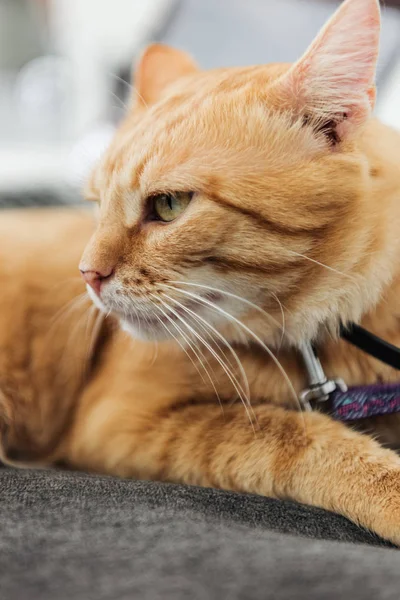 Close View Cure Red Cat Looking Away Indoor — Stock Photo, Image