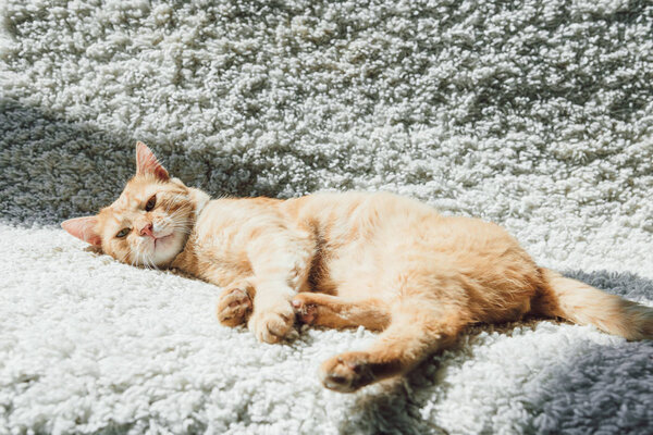 high angle view of beautiful red cat lying on white carpet and looking at camera