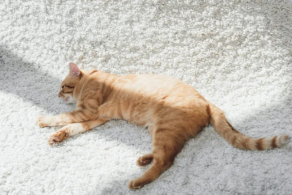 Высокий Угол Обзора Красивой Красной Кошки Лежащей Белом Ковре — стоковое фото