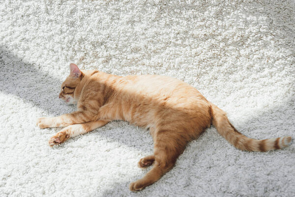 high angle view of beautiful red cat lying on white carpet 