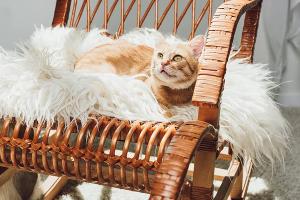 Adorable Red Cat Lying Rocking Chair Looking — Stock Photo, Image