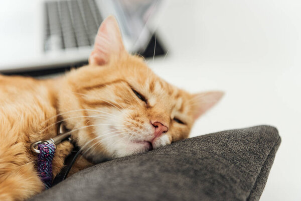 close-up view of funny red cat sleeping on grey cushion