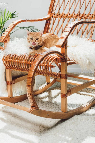 cute red cat licking muzzle and lying on rocking chair