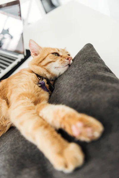 Αξιολάτρευτο Κόκκινο Γάτα Ξαπλωμένη Γκρι Μαξιλάρι Προβολή Μεγέθυνση — Φωτογραφία Αρχείου