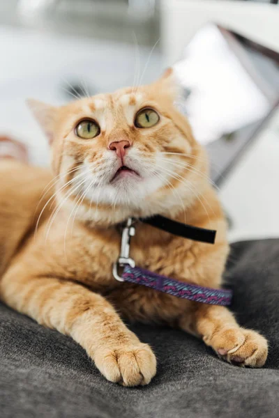 Närbild Bedårande Röd Katt Tittar Upp — Stockfoto
