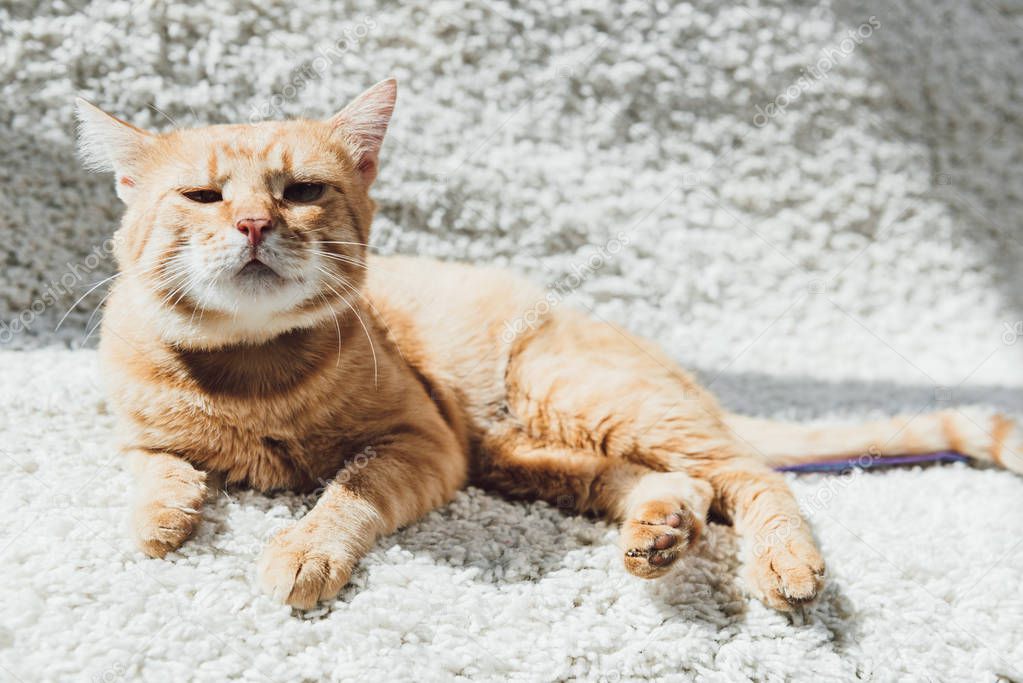 cute red cat lying on white carpet and looking at camera