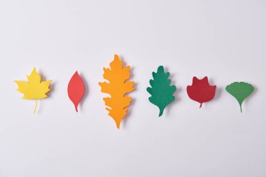 renkli yaprak kağıt beyaz zemin üzerine düzenlenmiş üstten görünüm