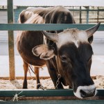 Close up view of adorable little calf standing in barn at farm