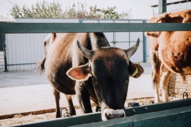 ahır çiftliğinde yemek güzel yerli buzağı