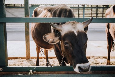 close up view of adorable little calf standing in barn at farm  clipart