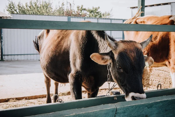 Hermoso Becerro Negro Comiendo Establo Granja — Foto de Stock