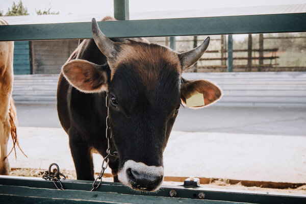 прелестный черный теленок, стоящий в сарае на ферме
 