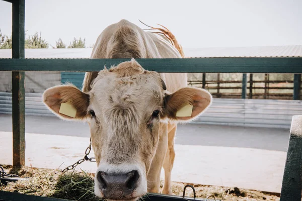 可爱的白色小牛犊吃干草在谷仓在农场 — 图库照片