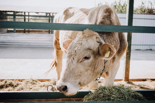 Little White Calf Eating Hay Stall Farm — Stock Photo, Image