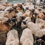 Blick auf die Herde von entzückenden Schafen, die im Gehege auf dem Bauernhof weiden
