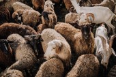 Selektiver Fokus der Schaf- und Ziegenherde, die im Gehege auf dem Bauernhof weiden