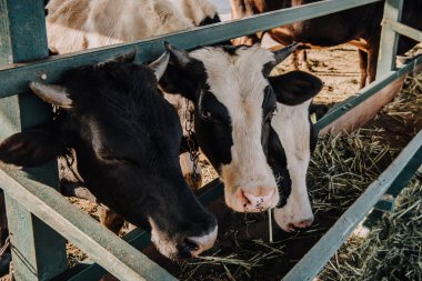 close up view of domestic beautiful cows eating hay in stall at farm clipart