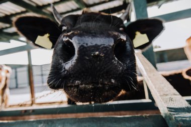 close up view of muzzle of adorable calf standing in barn at farm  clipart