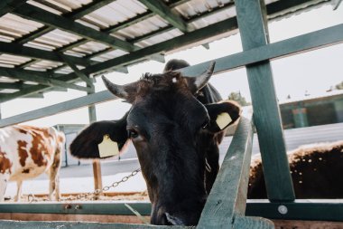 seçici odak ahır çiftliğinde yemek siyah yerli inek
