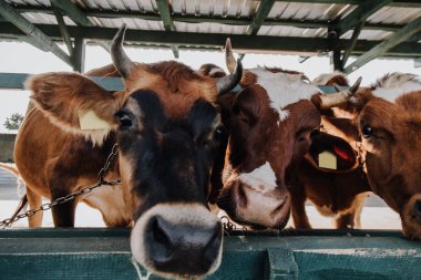 close up portrait of domestic beautiful cows standing in stall at farm clipart
