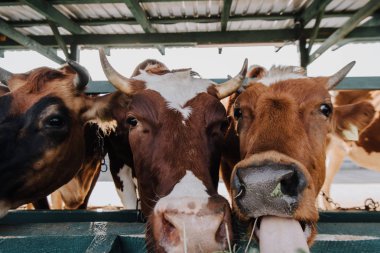 close up view of brown domestic beautiful cows eating hay in stall at farm clipart