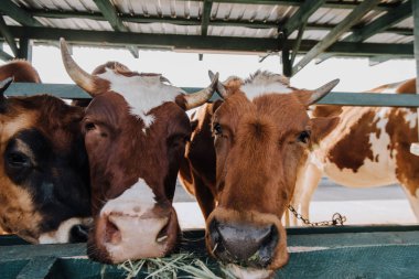 close up view of brown domestic cows eating hay in barn at farm  clipart